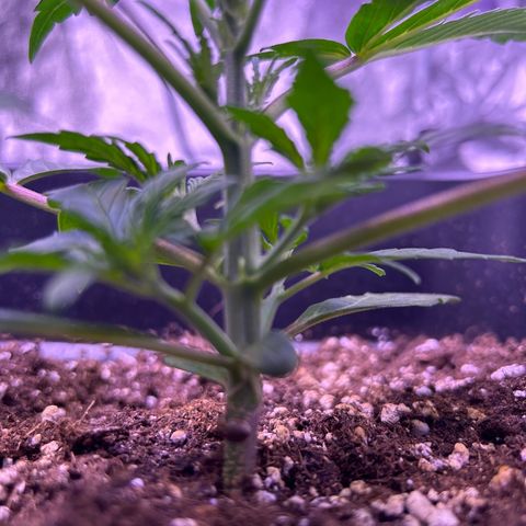 Grape Ape growlog timeline photo