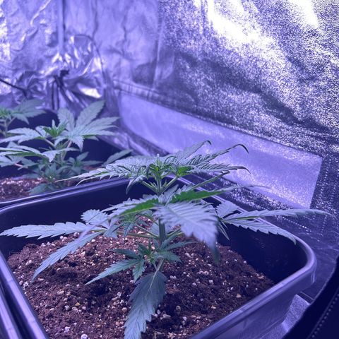 Royal Kush Automatic growlog timeline photo