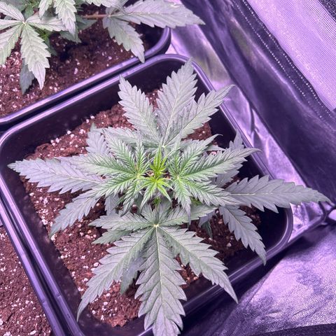 Royal Kush Automatic growlog timeline photo