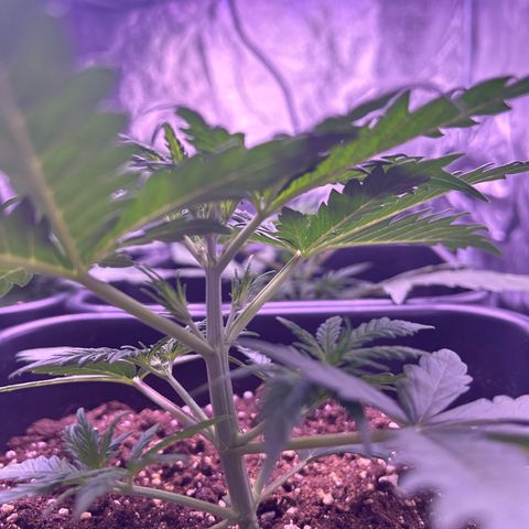 Royal Kush Automatic growlog timeline photo