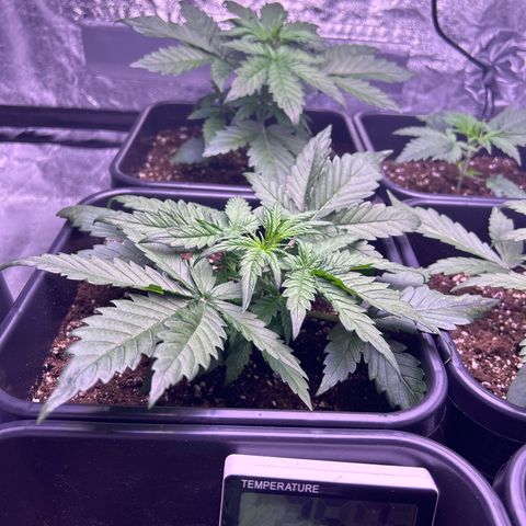Royal Cheese Automatic growlog timeline photo