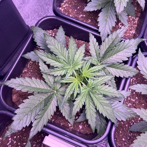 Royal Cheese Automatic growlog timeline photo