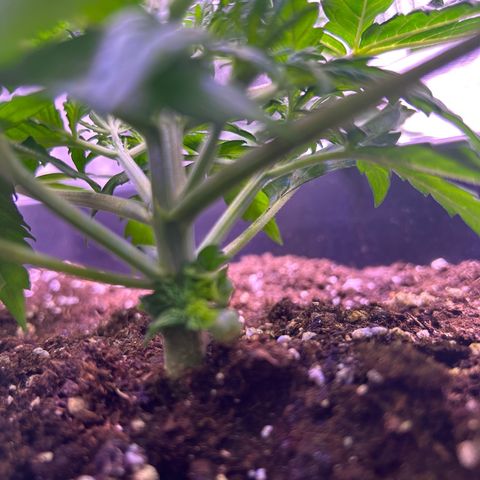 Royal Cheese Automatic growlog timeline photo