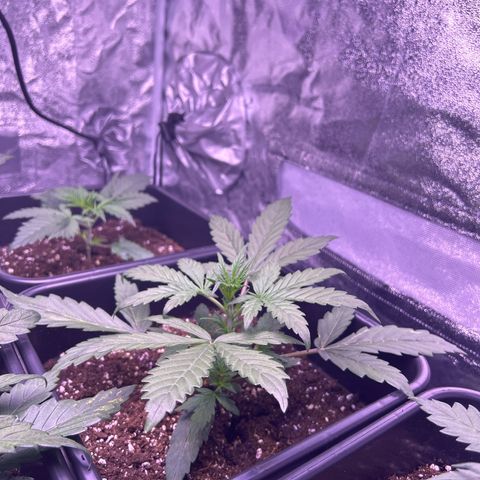 Grape Ape growlog timeline photo