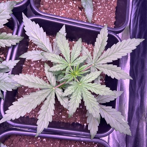 Grape Ape growlog timeline photo