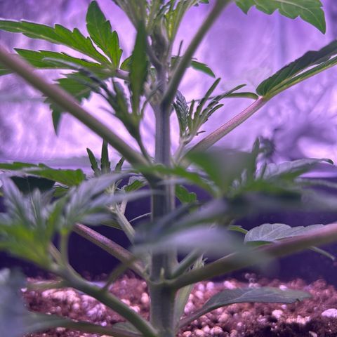 Grape Ape growlog timeline photo