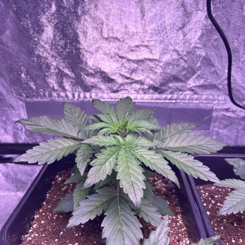 Wedding Cake Auto growlog timeline photo