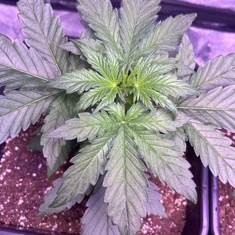 Wedding Cake Auto growlog timeline photo