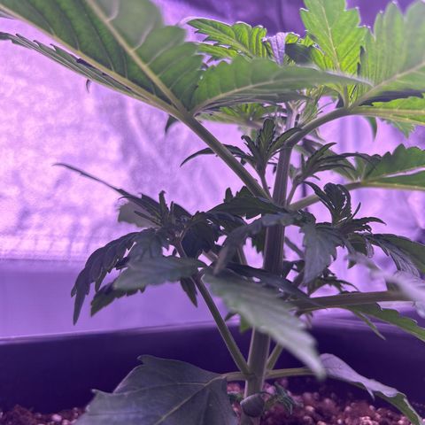 Wedding Cake Auto growlog timeline photo