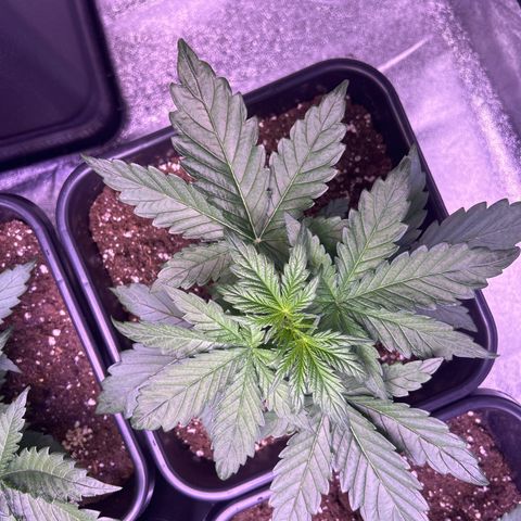 Wedding Cake Auto growlog timeline photo
