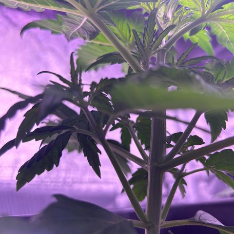 Wedding Cake Auto growlog timeline photo