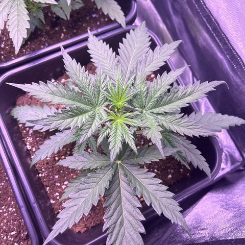 Royal Kush Automatic growlog timeline photo
