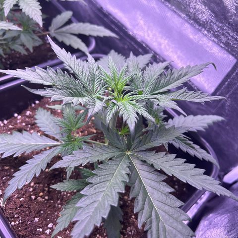 Royal Kush Automatic growlog timeline photo