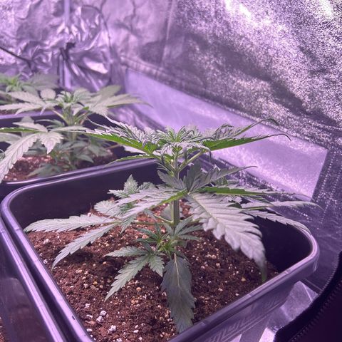Royal Kush Automatic growlog timeline photo