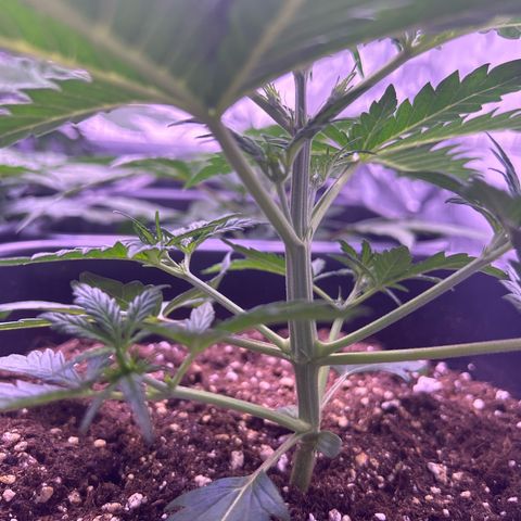 Royal Kush Automatic growlog timeline photo