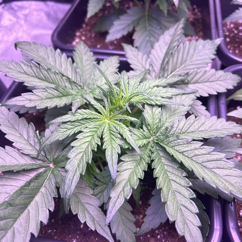 Royal Cheese Automatic growlog timeline photo