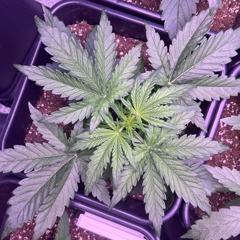 Royal Cheese Automatic growlog timeline photo