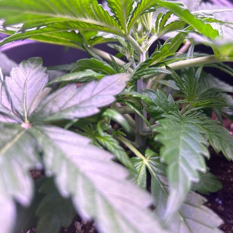 Royal Cheese Automatic growlog timeline photo