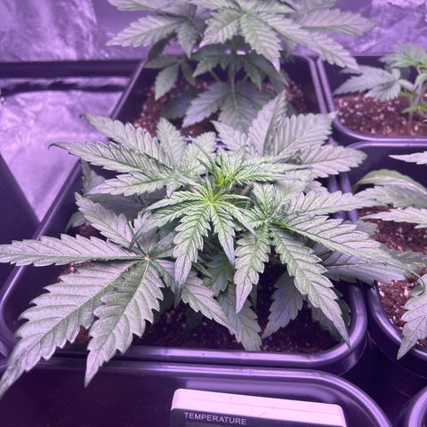 Royal Cheese Automatic growlog timeline photo