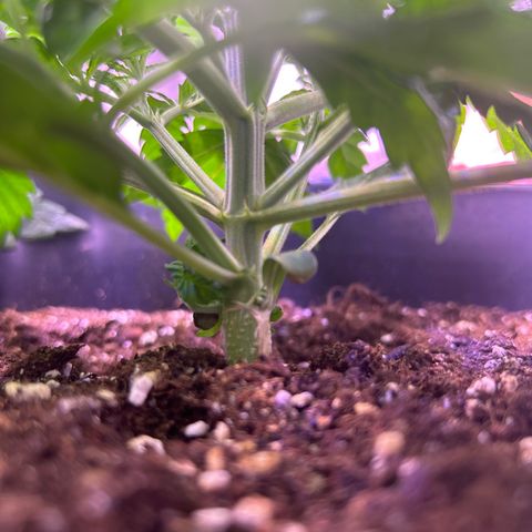 Royal Cheese Automatic growlog timeline photo