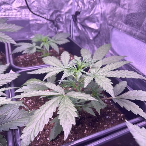 Grape Ape growlog timeline photo