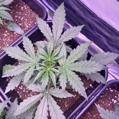 Grape Ape growlog timeline photo