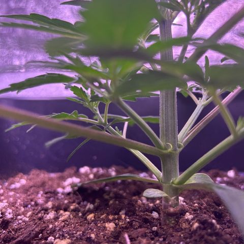 Grape Ape growlog timeline photo