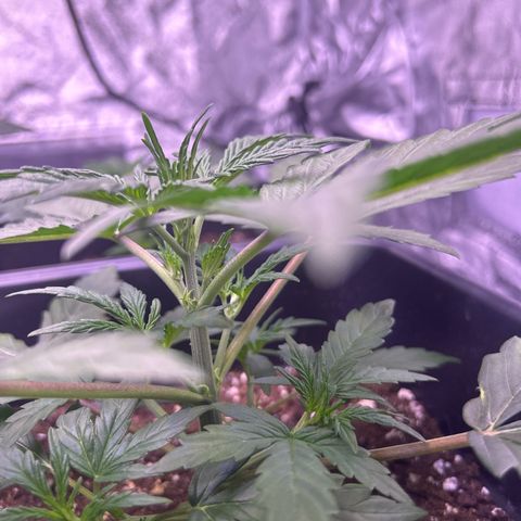 Grape Ape growlog timeline photo