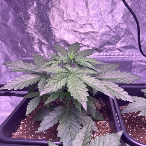 Wedding Cake Auto growlog timeline photo