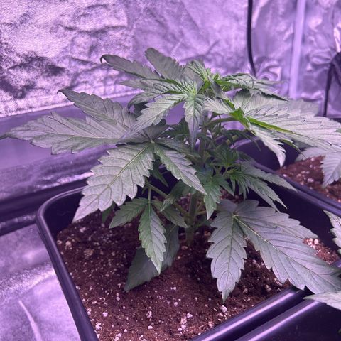 Wedding Cake Auto growlog timeline photo
