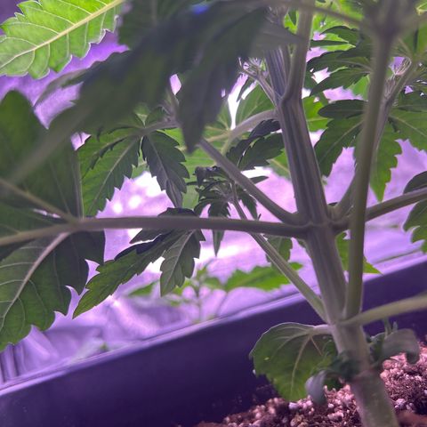 Wedding Cake Auto growlog timeline photo
