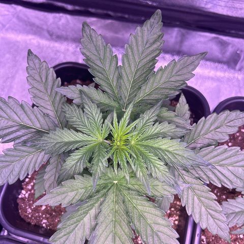Wedding Cake Auto growlog timeline photo