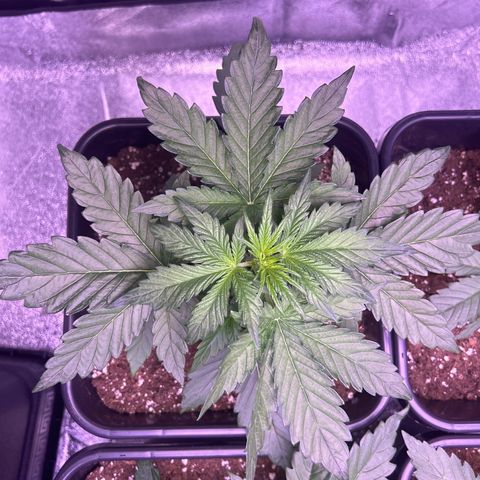 Wedding Cake Auto growlog timeline photo