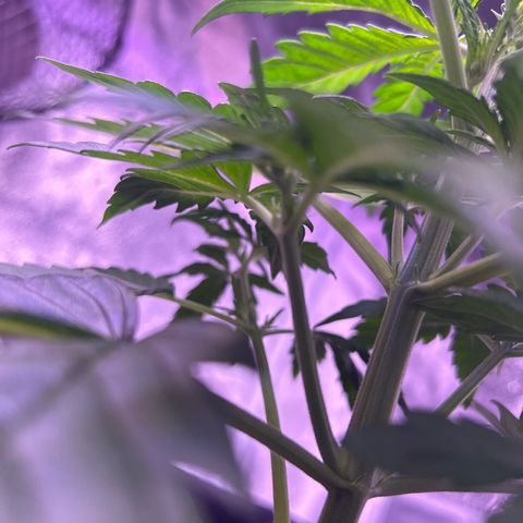 Wedding Cake Auto growlog timeline photo