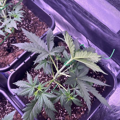 Royal Kush Automatic growlog timeline photo