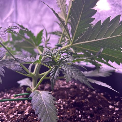 Royal Kush Automatic growlog timeline photo