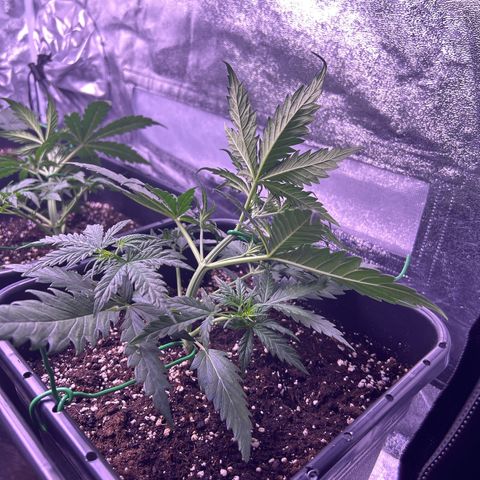 Royal Kush Automatic growlog timeline photo