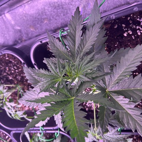 Royal Kush Automatic growlog timeline photo