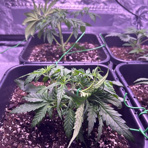 Royal Cheese Automatic growlog timeline photo