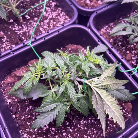 Royal Cheese Automatic growlog timeline photo