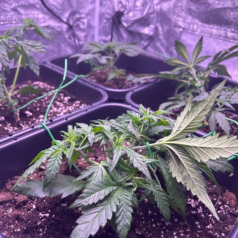 Royal Cheese Automatic growlog timeline photo