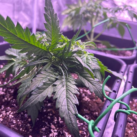 Royal Cheese Automatic growlog timeline photo