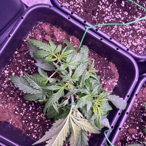 Royal Cheese Automatic growlog timeline photo