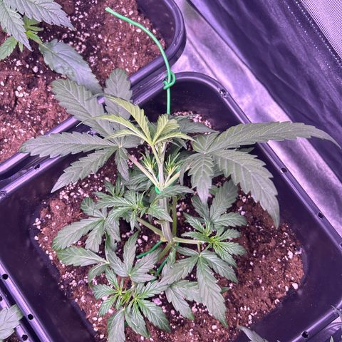 Grape Ape growlog timeline photo