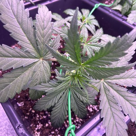 Grape Ape growlog timeline photo