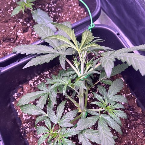 Grape Ape growlog timeline photo