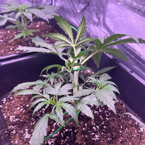 Grape Ape growlog timeline photo