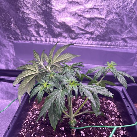 Wedding Cake Auto growlog timeline photo
