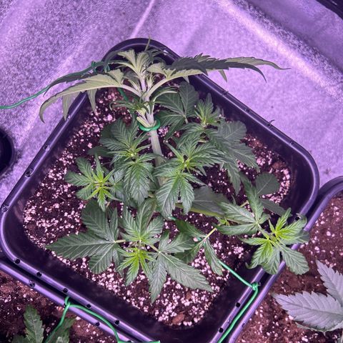 Wedding Cake Auto growlog timeline photo