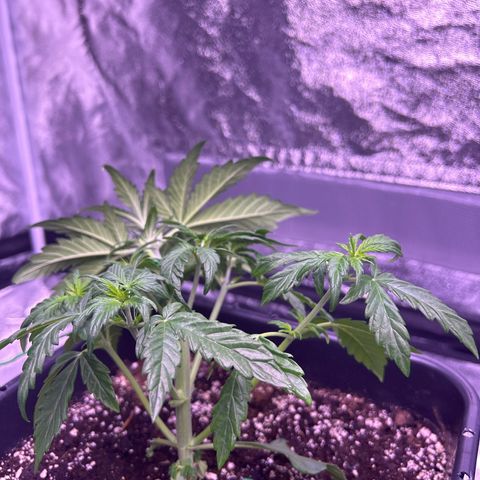 Wedding Cake Auto growlog timeline photo